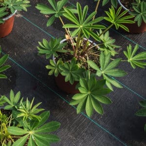 Покривало (агротекстил) от тъкан текстил против плевели 70гр. PP черно UV, 0.6 х 10м